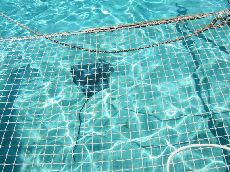 Cliquer pour voir l'image en taille réelle