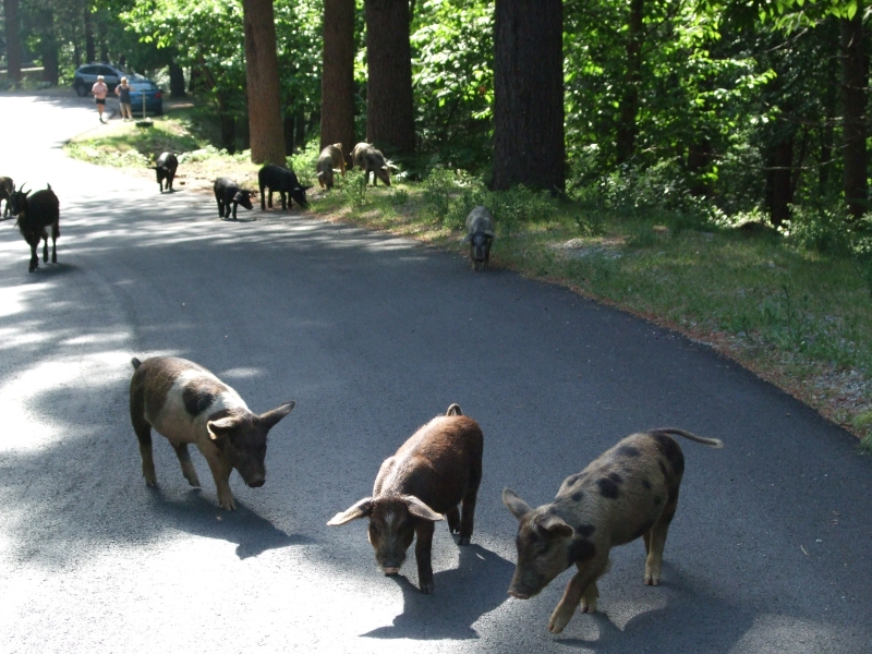 Cliquer pour voir l'image en taille réelle