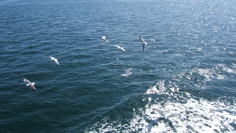 Cliquer pour voir l'image en taille réelle