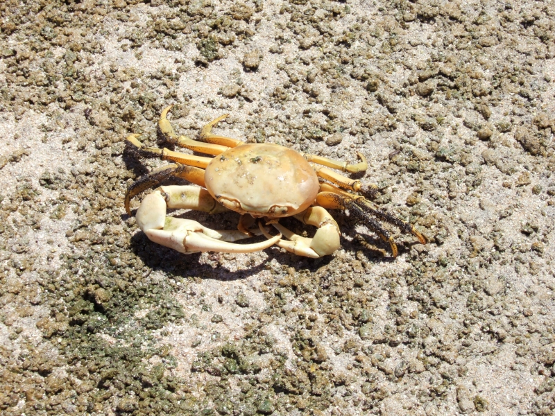 Cliquer pour voir l'image en taille réelle