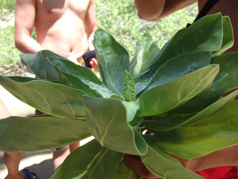 Cliquer pour voir l'image en taille réelle