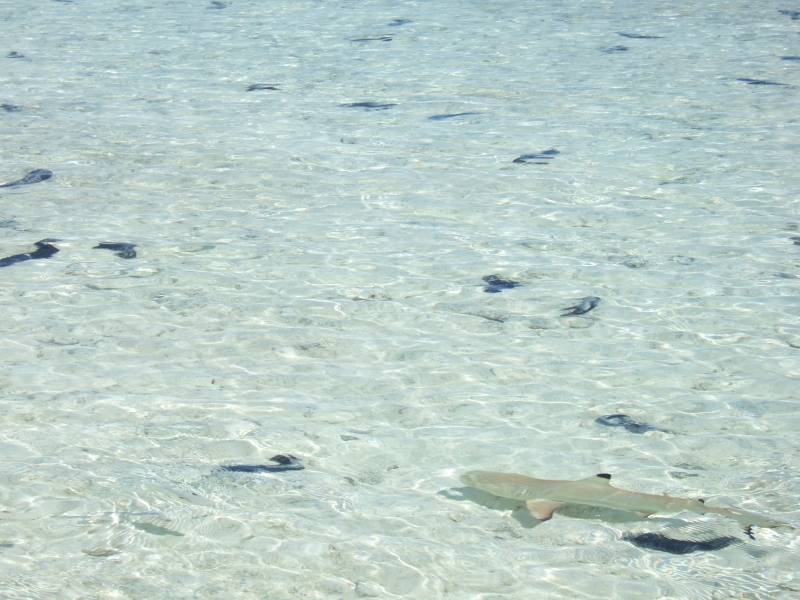 Cliquer pour voir l'image en taille réelle