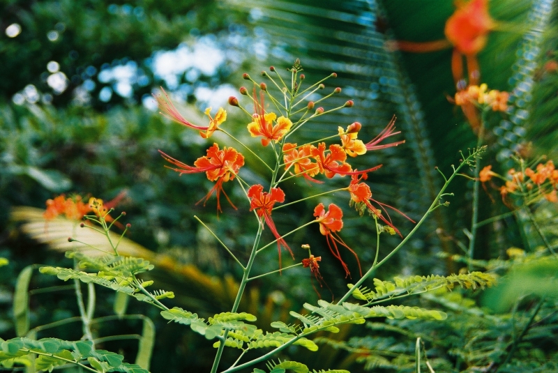 Cliquer pour voir l'image en taille réelle