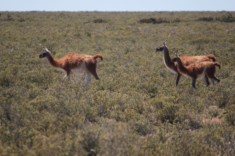 Cliquer pour voir l'image en taille réelle