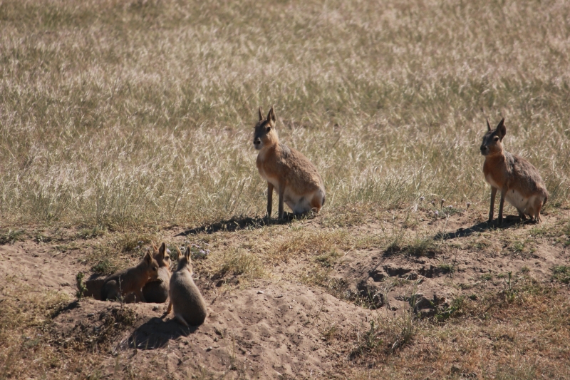 Cliquer pour voir l'image en taille réelle