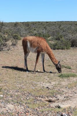 Cliquer pour voir l'image en taille réelle