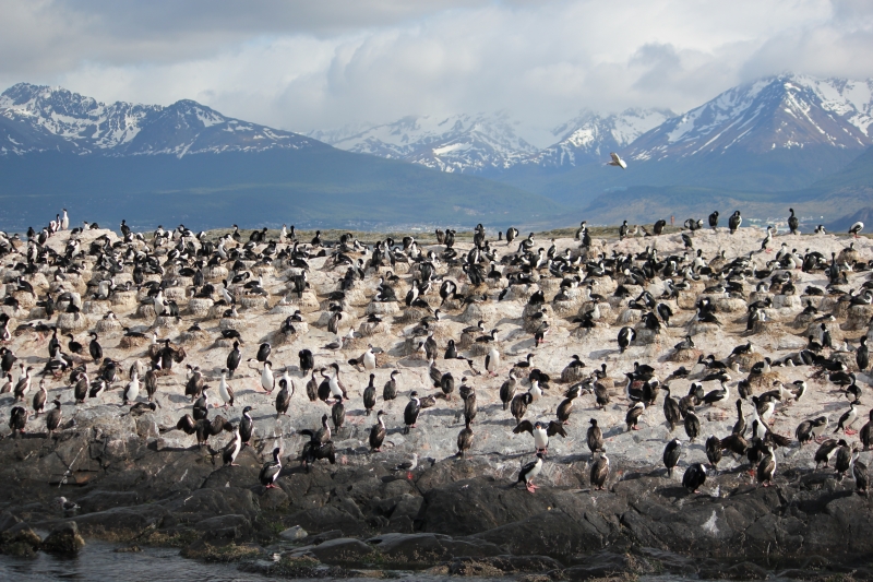 Cliquer pour voir l'image en taille réelle