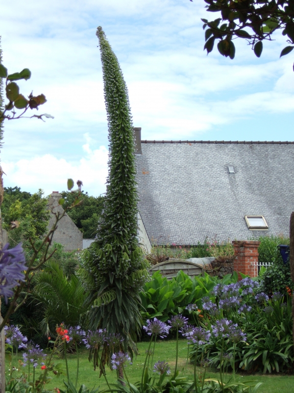 Cliquer pour voir l'image en taille réelle