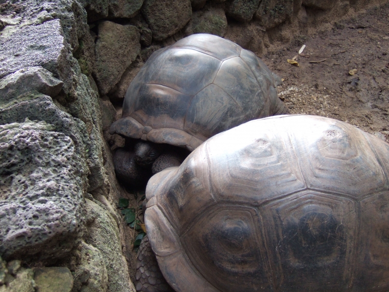 Cliquer pour voir l'image en taille réelle