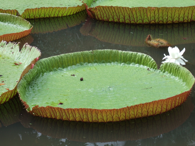 Cliquer pour voir l'image en taille réelle