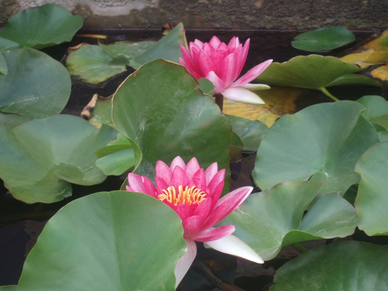 Cliquer pour voir l'image en taille réelle