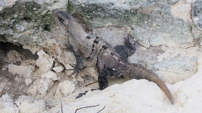 Cliquer pour voir l'image en taille réelle