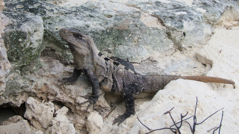 Cliquer pour voir l'image en taille réelle