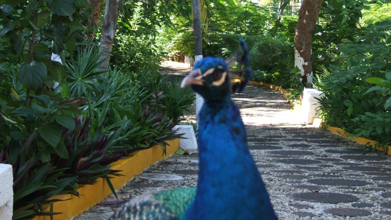 Cliquer pour voir l'image en taille réelle