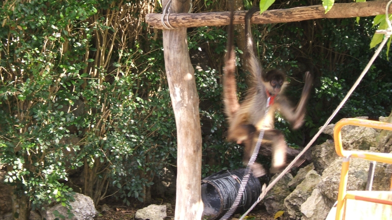 Cliquer pour voir l'image en taille réelle