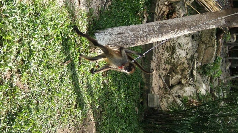 Cliquer pour voir l'image en taille réelle