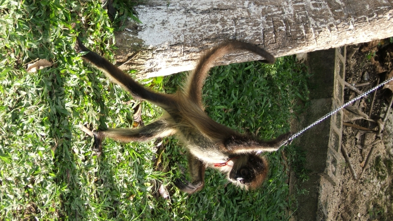 Cliquer pour voir l'image en taille réelle