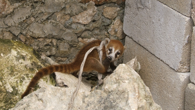 Cliquer pour voir l'image en taille réelle