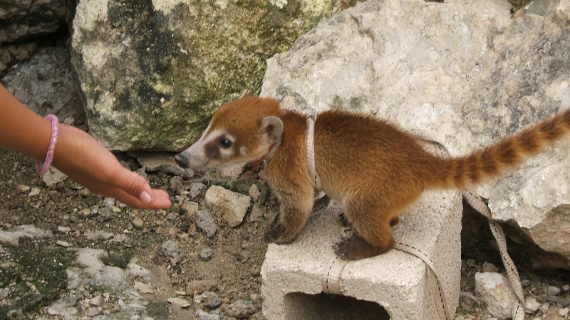 Cliquer pour voir l'image en taille réelle