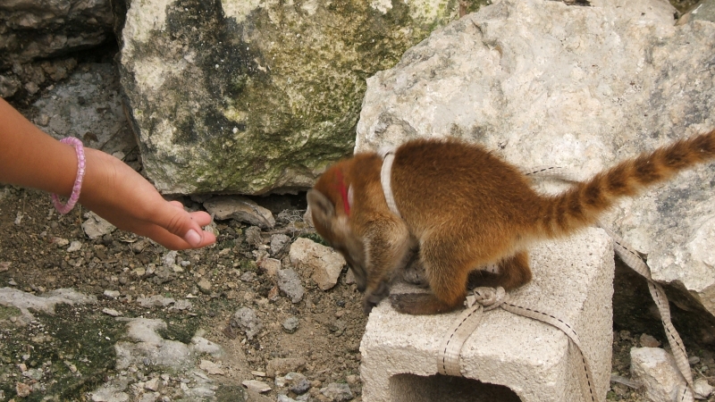 Cliquer pour voir l'image en taille réelle