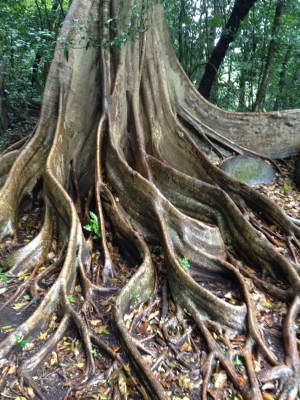 Cliquer pour voir l'image en taille réelle