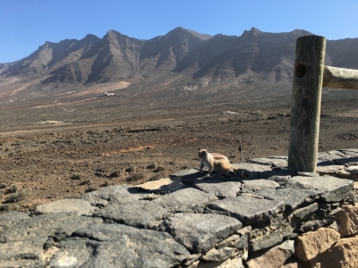 Cliquer pour voir l'image en taille réelle