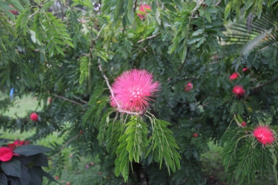 Cliquer pour voir l'image en taille réelle