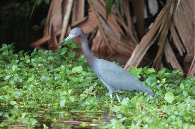 Cliquer pour voir l'image en taille réelle