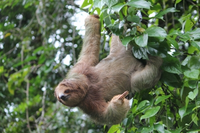 Cliquer pour voir l'image en taille réelle