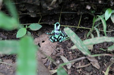 Cliquer pour voir l'image en taille réelle