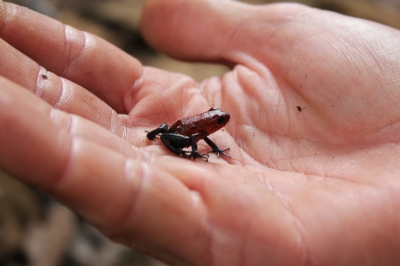 Cliquer pour voir l'image en taille réelle