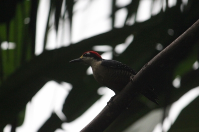 Cliquer pour voir l'image en taille réelle