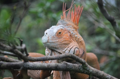 Cliquer pour voir l'image en taille réelle