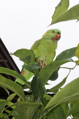 Cliquer pour voir l'image en taille réelle