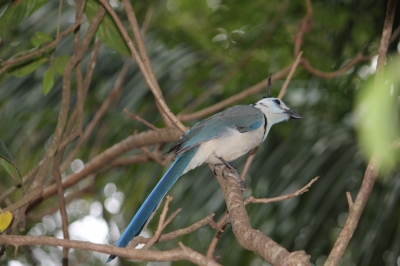 Cliquer pour voir l'image en taille réelle
