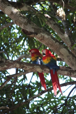 Cliquer pour voir l'image en taille réelle