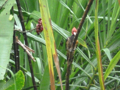 Cliquer pour voir l'image en taille réelle