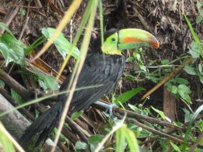 Cliquer pour voir l'image en taille réelle